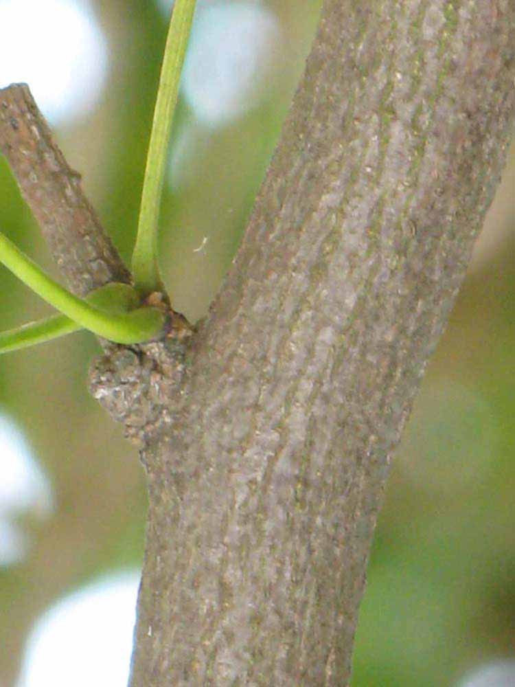            Second - third year twig (Nigerian Powder Flask, Winter Haven, FL)   